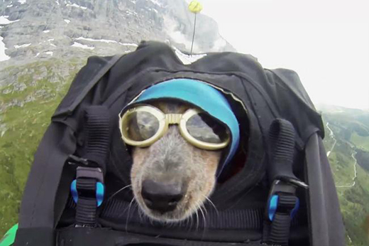 jumping dog 5